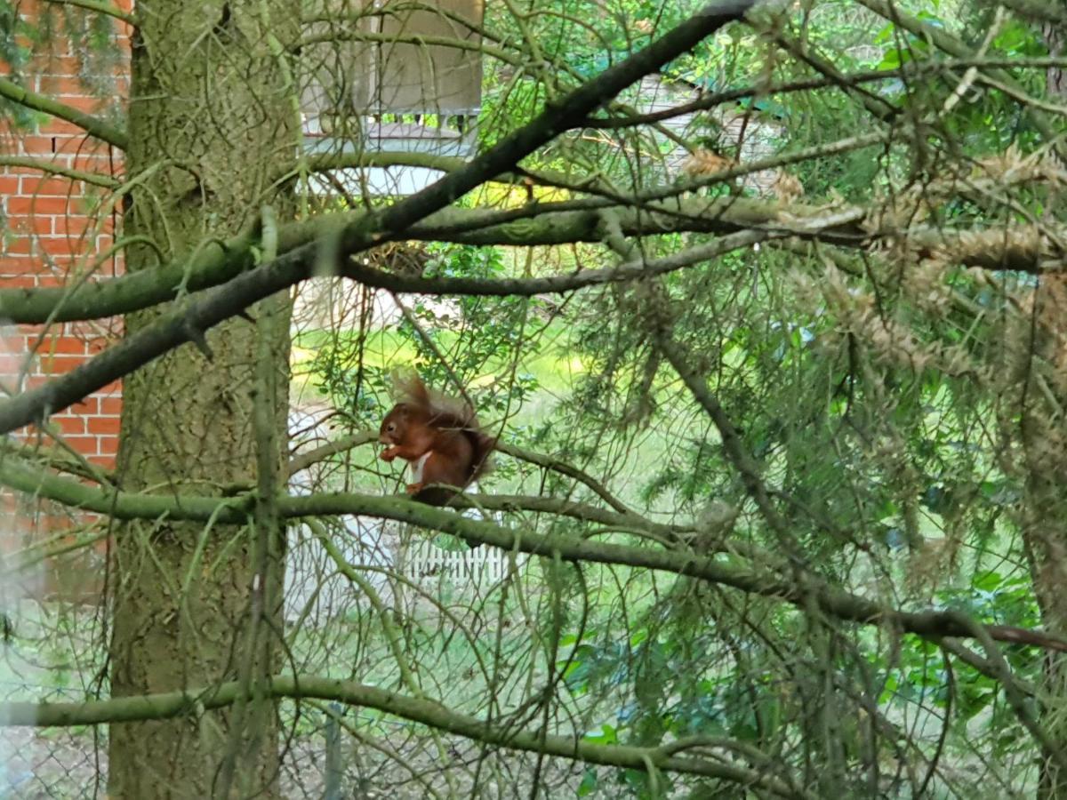 Apartment Bei Hamburg Bis 10 Personen Mit Terasse Und Gartennutzung. Buchholz in der Nordheide Buitenkant foto